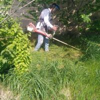 سم پاشی علف زنی شمشادزنی خریدارمیوه شمارویدرخت|خدمات باغبانی و درختکاری|کرج, کمال‌شهر|دیوار