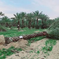 پالم نخل.فنیکس.پالم بادبزنی.باغ.زمین ویلا|خدمات باغبانی و درختکاری|تهران, میرداماد|دیوار