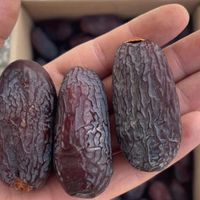 نخل مجول کشت بافت مراکشی اصل|عمده‌فروشی|شیراز, ابیوردی|دیوار