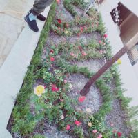 خدمات باغبانی باغچه کاری گل کاری درتمام نقاط تهران|خدمات باغبانی و درختکاری|تهران, ستارخان|دیوار