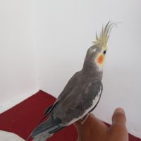 عروس هلندی نر سلام|پرنده|شاهرود, |دیوار