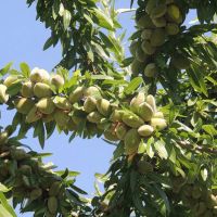 باغچه-500-متری-فقط-400میلیون-اونم-قسطی