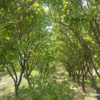 باغ-کلاکوب-سجاد-12