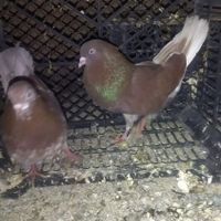 کفتر پرشی|پرنده|شازند, |دیوار
