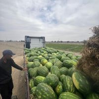 خریدار تره‌بار سردرختی زردآلو گیلاس میوه گوجه خیار|خدمات باغبانی و درختکاری|تهران, شهرک شریعتی|دیوار