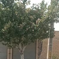 زمین