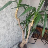 گل و گیاه اپارتمانی یوکا|گل و گیاه طبیعی|مشهد, فرهنگ|دیوار