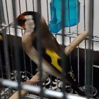 سهره ماده|پرنده|تهران, جی|دیوار