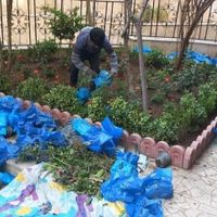 خدمات باغبانی باغچه کاری گلکاری چمن کاری خاک گلدان|خدمات باغبانی و درختکاری|تهران, نیاوران|دیوار