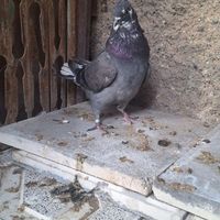 کفتر یکجا با جوجه|پرنده|تهران, شریف‌آباد|دیوار