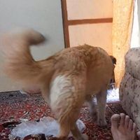 سگ نگهبان ۶ماه|سگ|ازنا, |دیوار