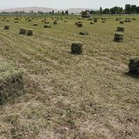 فروش یونجه خشک درجه یک|عمده‌فروشی|گلبهار, |دیوار