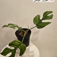 فروش گیاه برگ انجیری و رافیدو|گل و گیاه طبیعی|تهران, فرمانیه|دیوار