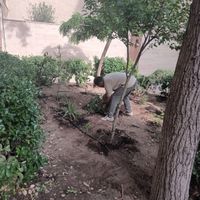 خدمات پیوندی باغبانی سم پاشی طرح فضای باغچه|خدمات باغبانی و درختکاری|تهران, سهروردی|دیوار
