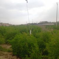 فروش و معاوضه باغ ویلایی کلاته ملک|فروش زمین و ملک کلنگی|بیرجند, |دیوار