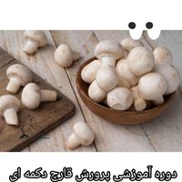 پرورش قارچ دکمه ای کسب و کار|خدمات آموزشی|تهران, نجات اللهی|دیوار