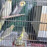 عروس هلندی|پرنده|تهران, سیروس|دیوار
