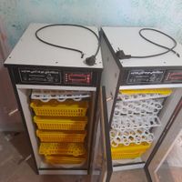 مرغ خروس لیدی بلژیکی زینتی دستگاه جوجه کشی|حیوانات مزرعه|تهران, خلیج فارس|دیوار
