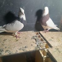 یک جفت طوقی|پرنده|بم, |دیوار