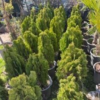گیاهان زینتی فضای باز برای باغ ، ویلا و حیاط|گل و گیاه طبیعی|تهران, هروی|دیوار
