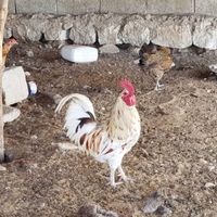 خروس گلین|پرنده|جم, |دیوار