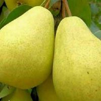 فروش نهال گلابی اسپادانا رقم تجاری و گلدانی|خدمات باغبانی و درختکاری|کوهدشت, |دیوار