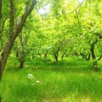 1800متر-زمین-تهاتر-قبچاق-6دانگ