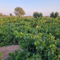 500مترباغ-انگور-محصورشده300میلیون-اقساطی