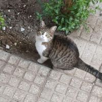 گربه ماده دو ساله شناسنامه دار|گربه|یزد, |دیوار