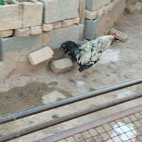 جوجه خروس جوان ۳|حیوانات مزرعه|مرودشت, ژیان|دیوار