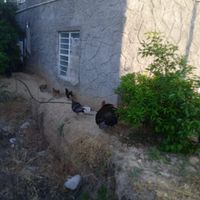 سرگرمی وفراغت|حیوانات مزرعه|کازرون, |دیوار
