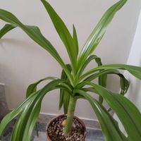 گل سوسن عنکبوتی|گل و گیاه طبیعی|تهران, جنت‌آباد شمالی|دیوار