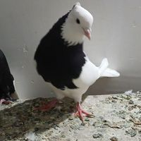چند عدد کبوتر|پرنده|شیراز, ارم|دیوار