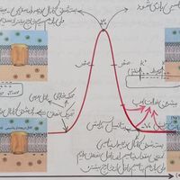 تدریس خصوصی زیست شناسی نهایی و کنکوری ( تضمینی )|خدمات آموزشی|تهران, خواجه نصیر طوسی|دیوار