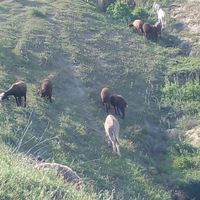 خرگوسفندی|حیوانات مزرعه|گنبد کاووس, |دیوار