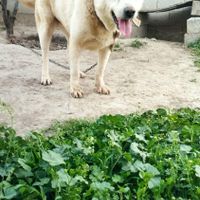 سگ نهبان|سگ|گنبد کاووس, |دیوار