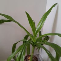 گل سوسن عنکبوتی|گل و گیاه طبیعی|تهران, جنت‌آباد شمالی|دیوار