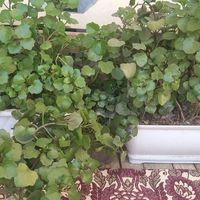 قلمه گل پیچ سوئدی|گل و گیاه طبیعی|مشهد, تلگرد|دیوار