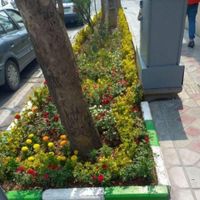 خدمات باغبانی باغچه کاری گلکاری چمن کاری خاک گلدان|خدمات باغبانی و درختکاری|تهران, نیاوران|دیوار