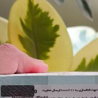 ناتینگ cmf phone 1  (آکبند زیر قیمت)|موبایل|تهران, جی|دیوار