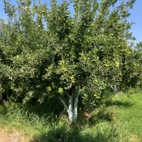 باغچه-چهار-دیواری-سند-دار