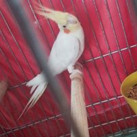 عروس هلندی نر|پرنده|ابهر, |دیوار