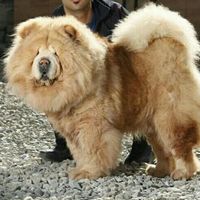 چاوچاوchowchow|سگ|تهران, شهرک شهید باقری|دیوار