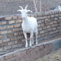 بز سانن اصل جوان|حیوانات مزرعه|تایباد, |دیوار