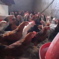 مرغ تخمگذار گلپایگانی|حیوانات مزرعه|تهران, صادقیه|دیوار