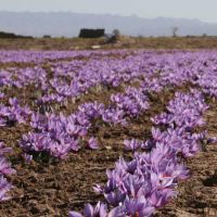 بدون واسطه ،زعفران ممتاز(گرمی)|خوردنی و آشامیدنی|تهران, باغ فیض|دیوار