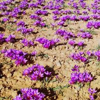 کارشناس برنامه کوددهی باغ و زمین کشاورزی|خدمات باغبانی و درختکاری|اصفهان, مصلی|دیوار