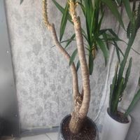 گل و گیاه اپارتمانی یوکا|گل و گیاه طبیعی|مشهد, فرهنگ|دیوار
