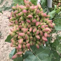 پیوند زنی درخت پسته|خدمات باغبانی و درختکاری|اصفهان, گورت|دیوار