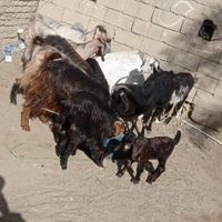 گوسفند فروشی(قیمت توافقی)|حیوانات مزرعه|سراوان, |دیوار